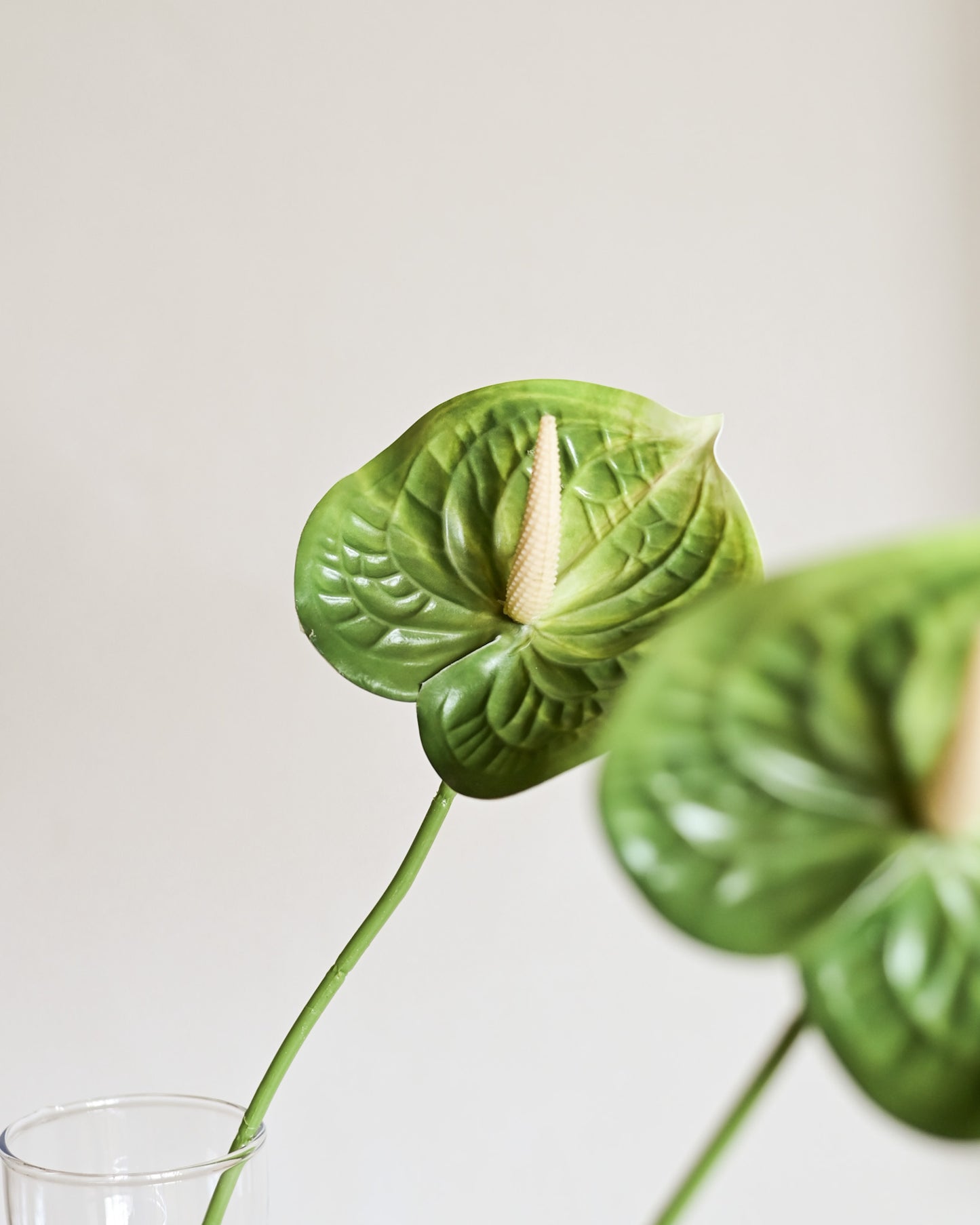 Haste Antúrio Toque Real