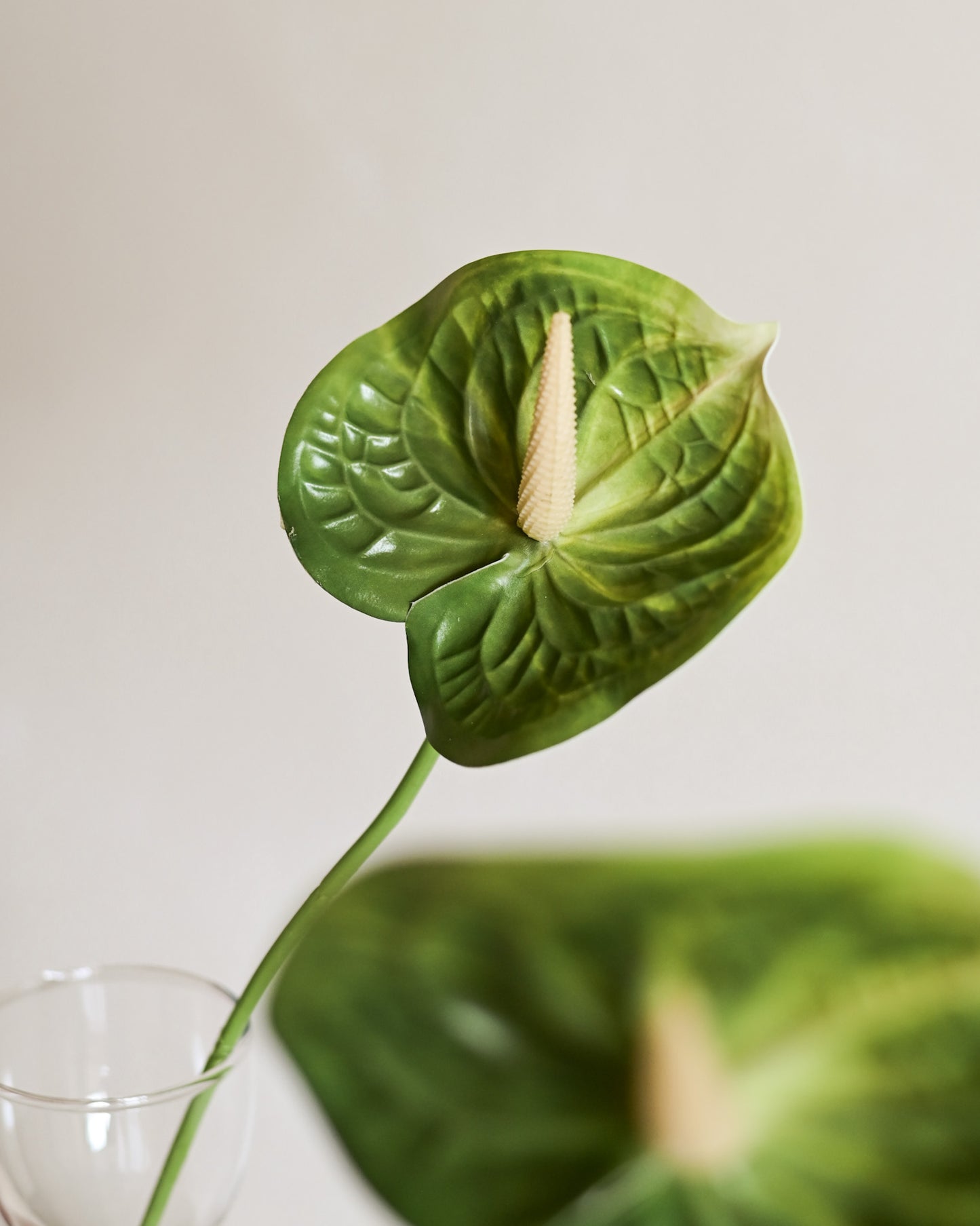 Haste Antúrio Toque Real