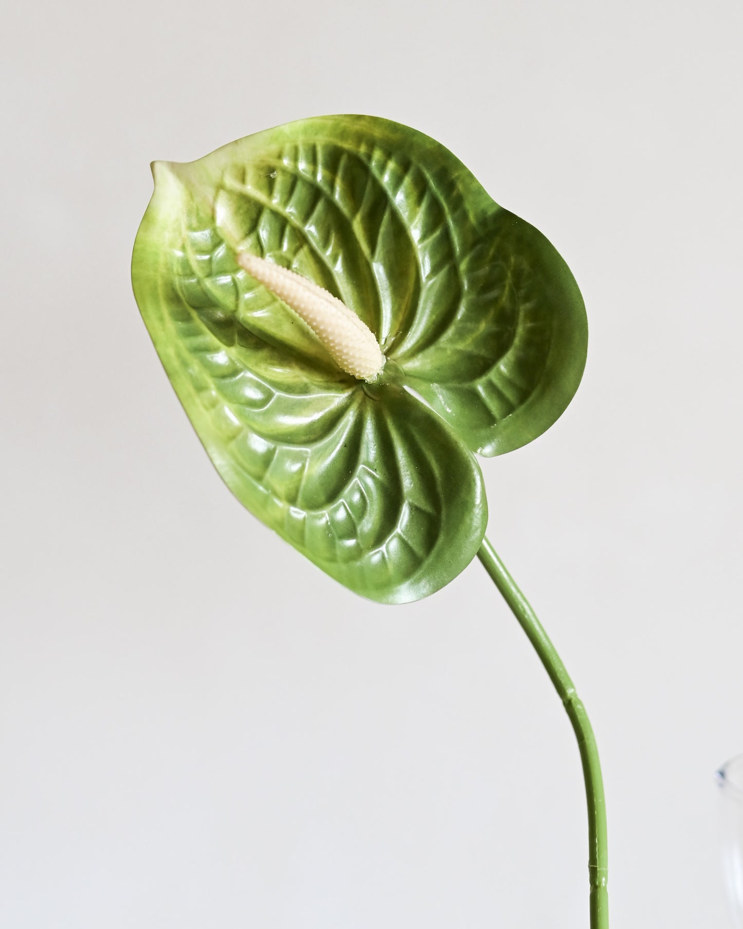 Haste Antúrio Toque Real